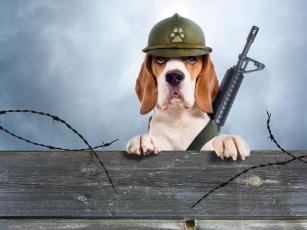 Neverovatne priče o psima ratnim herojima