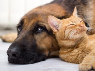 Razlike između ljubitelja mačaka i pasa na fejsbuku