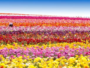 Najlepša cvetna polja na svetu